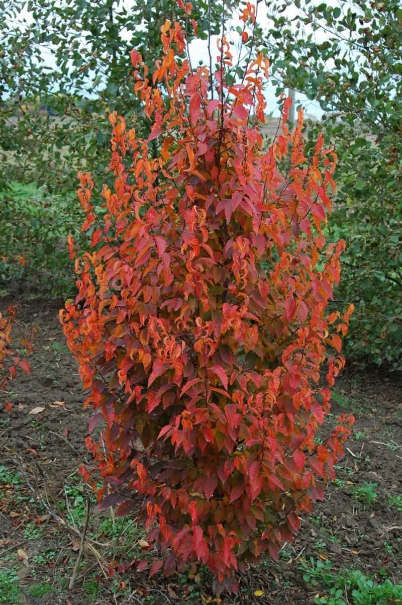 American Hornbeam Adds Warm Autumn Color