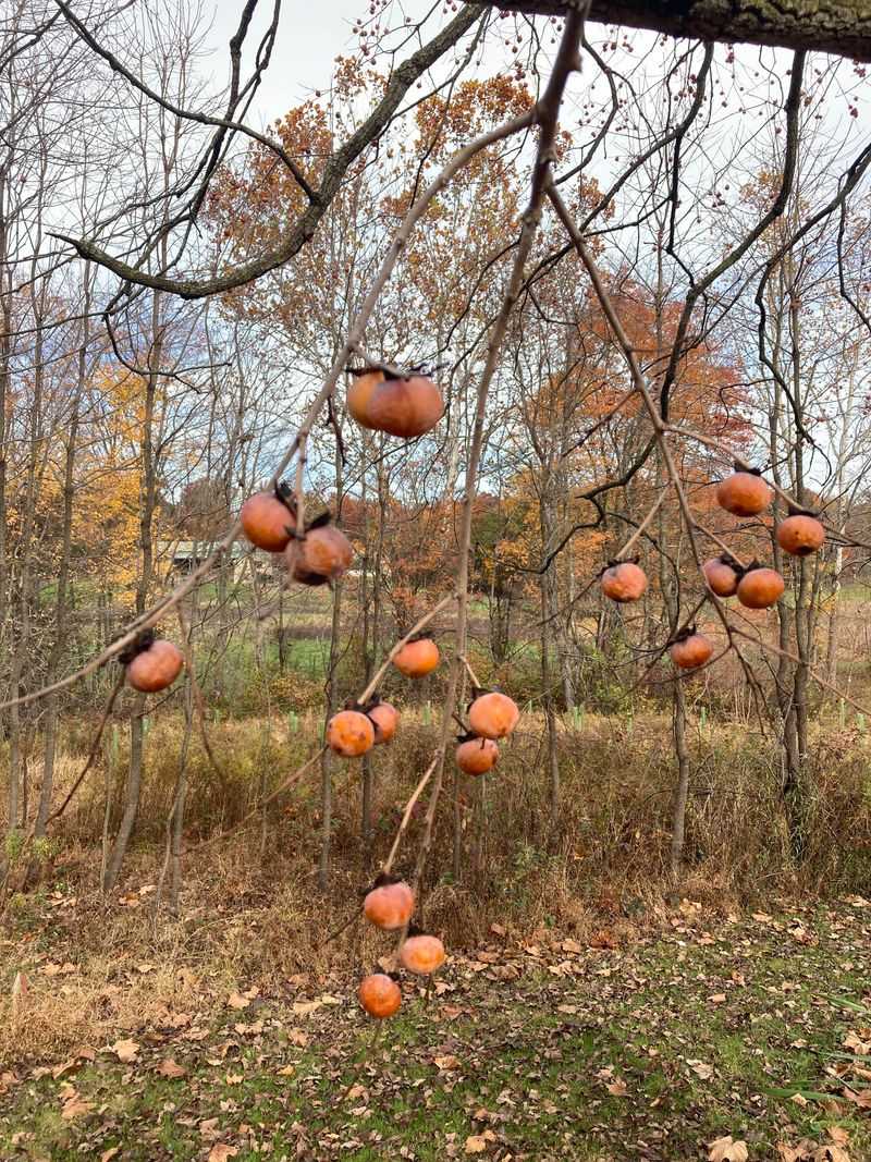 American Persimmon For Sweet Fruit After Frost American Persimmon For Sweet Fruit After Frost
