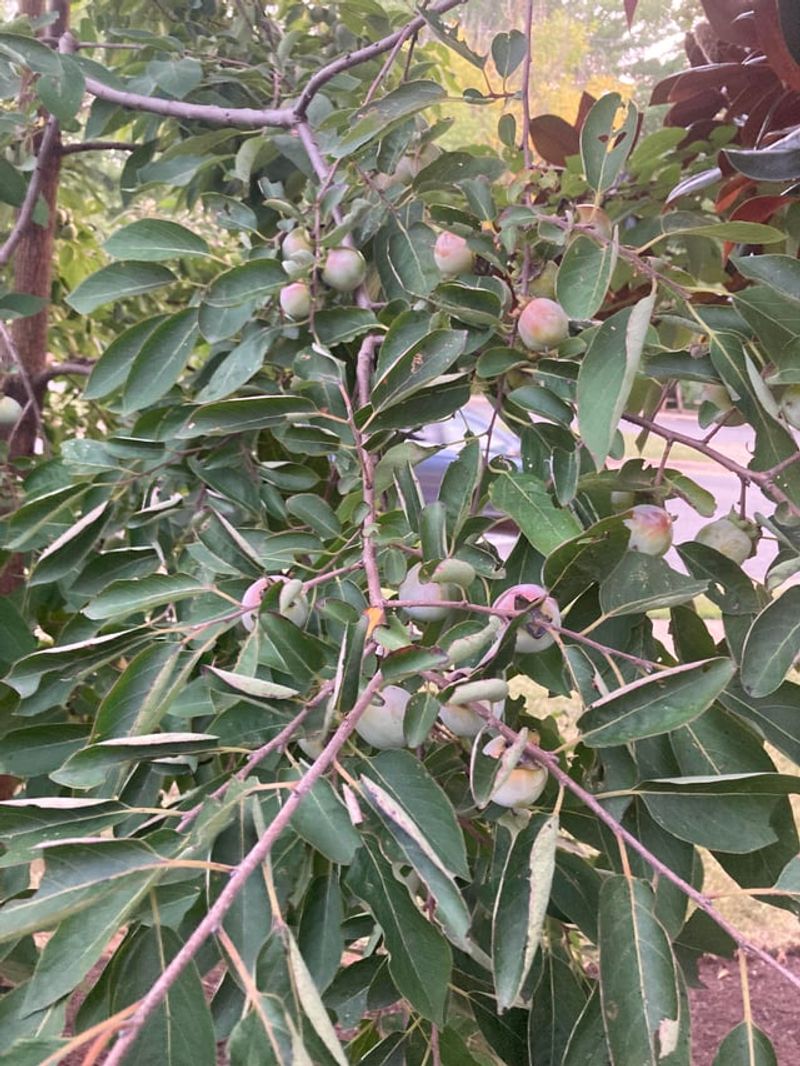 American Persimmon Shrugs Off Heavy Clay American Persimmon Shrugs Off Heavy Clay