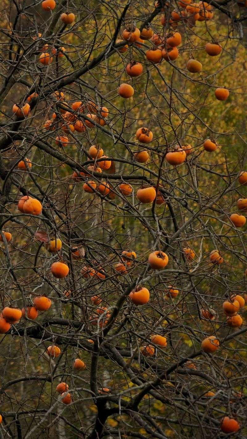 American Persimmon, The Wild Fruit Behind The Wait American Persimmon, The Wild Fruit Behind The Wait