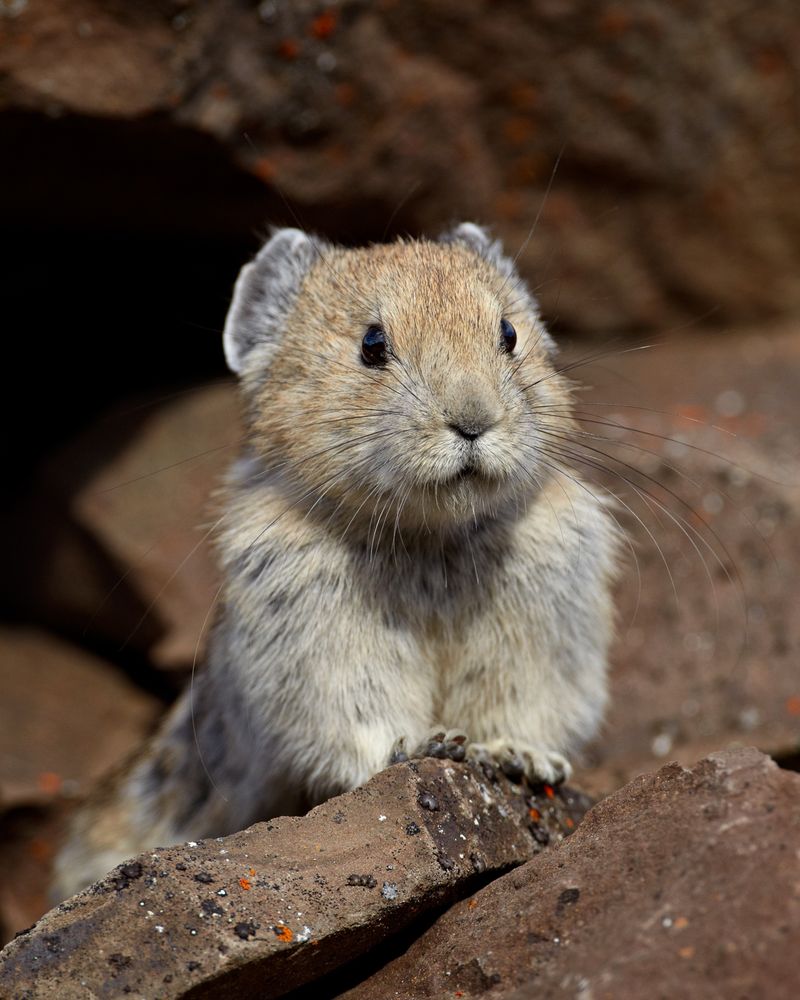 American Pika Runs A Hay-Hauling Marathon American Pika Runs A Hay-Hauling Marathon