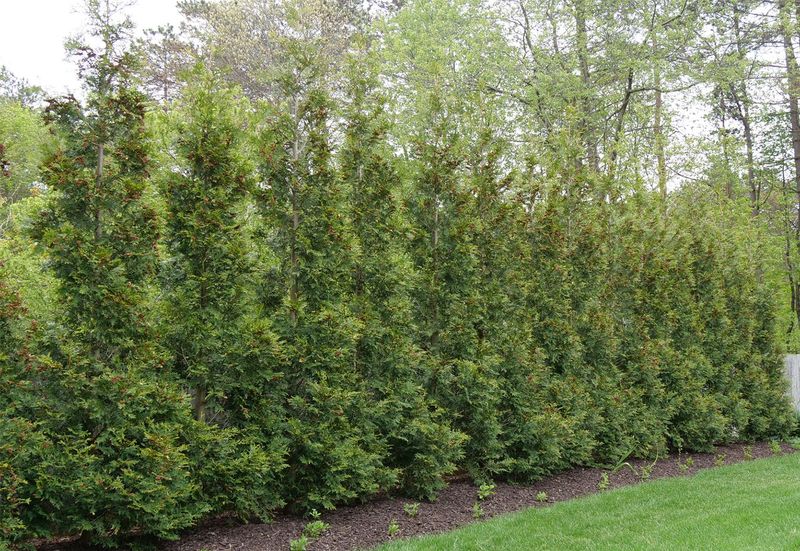 American Pillar Arborvitae in Wisconsin American Pillar Arborvitae in Wisconsin