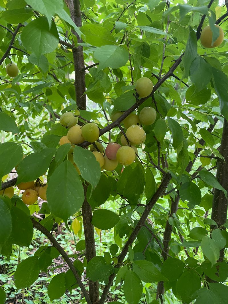 American Plum For A Tough, Thicket-Forming Native American Plum For A Tough, Thicket-Forming Native
