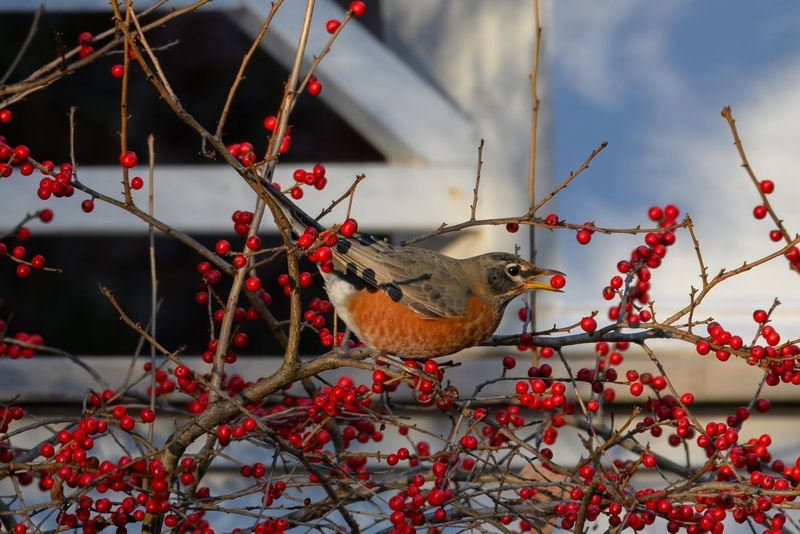 American Robin
