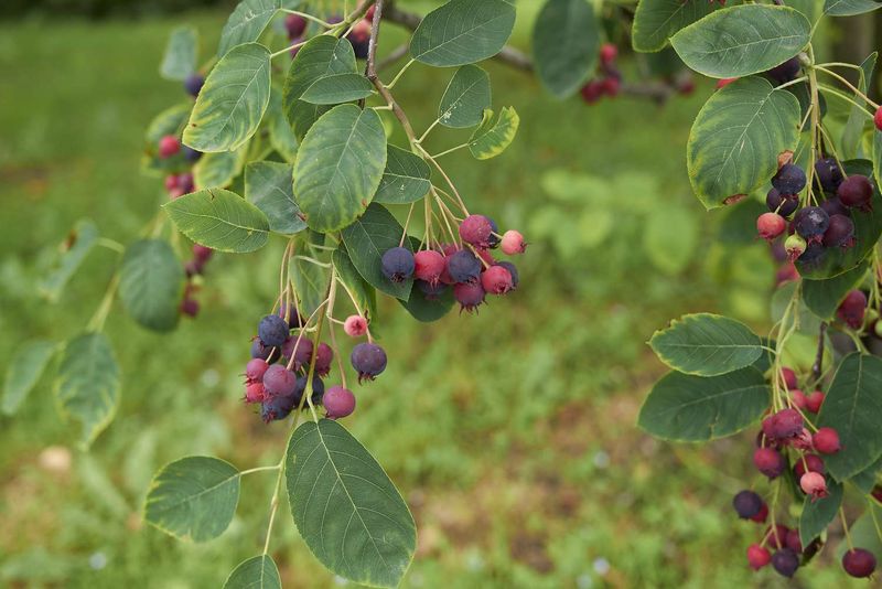 American Serviceberry American Serviceberry