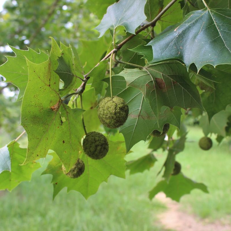 American Sycamore American Sycamore