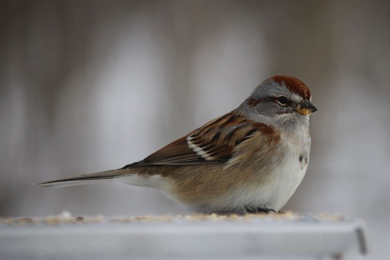 American Tree Sparrows Arrive As Temperatures Drop American Tree Sparrows Arrive As Temperatures Drop