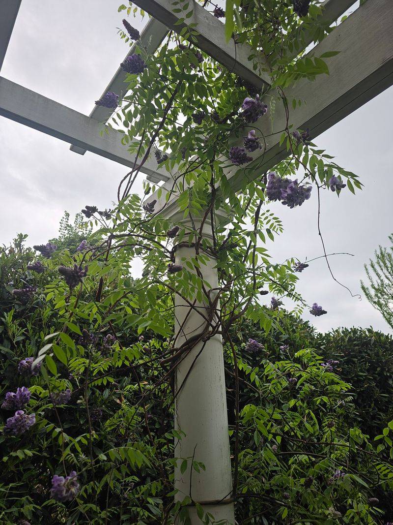 American Wisteria Still Needs Strong Support American Wisteria Still Needs Strong Support