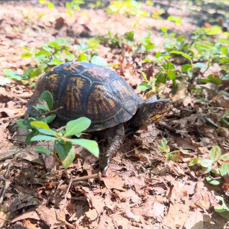 An Accidentally Uncovered Turtle Belongs Right Back Where It Was An Accidentally Uncovered Turtle Belongs Right Back Where It Was