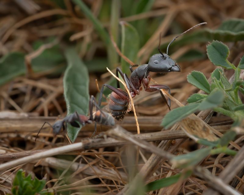 An Ant Appetite That Beats Any Feeder An Ant Appetite That Beats Any Feeder