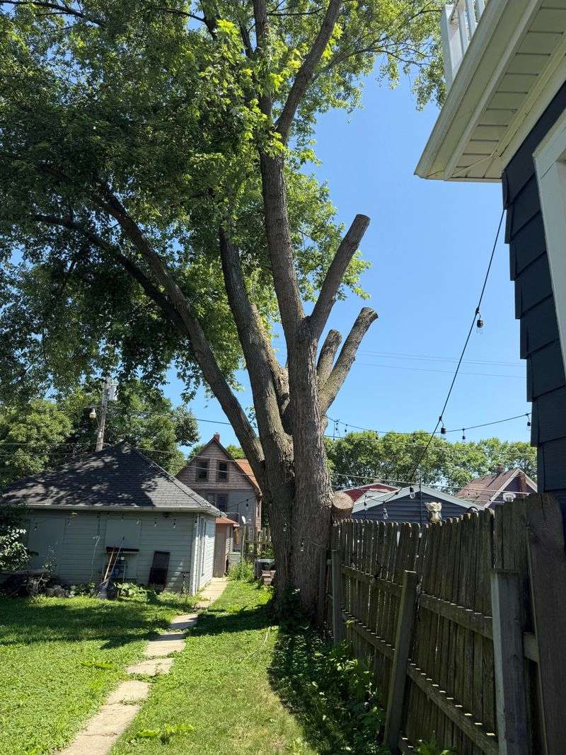 An Arborist Can Help Document The Tree’s Condition An Arborist Can Help Document The Tree’s Condition
