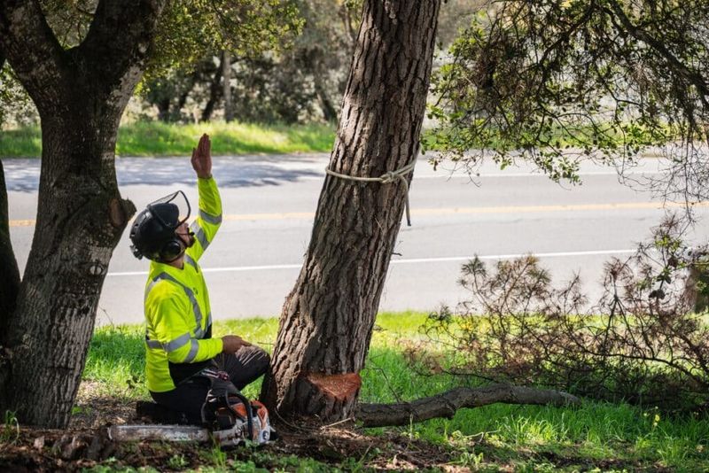 An Arborist May Need To Inspect The Tree An Arborist May Need To Inspect The Tree