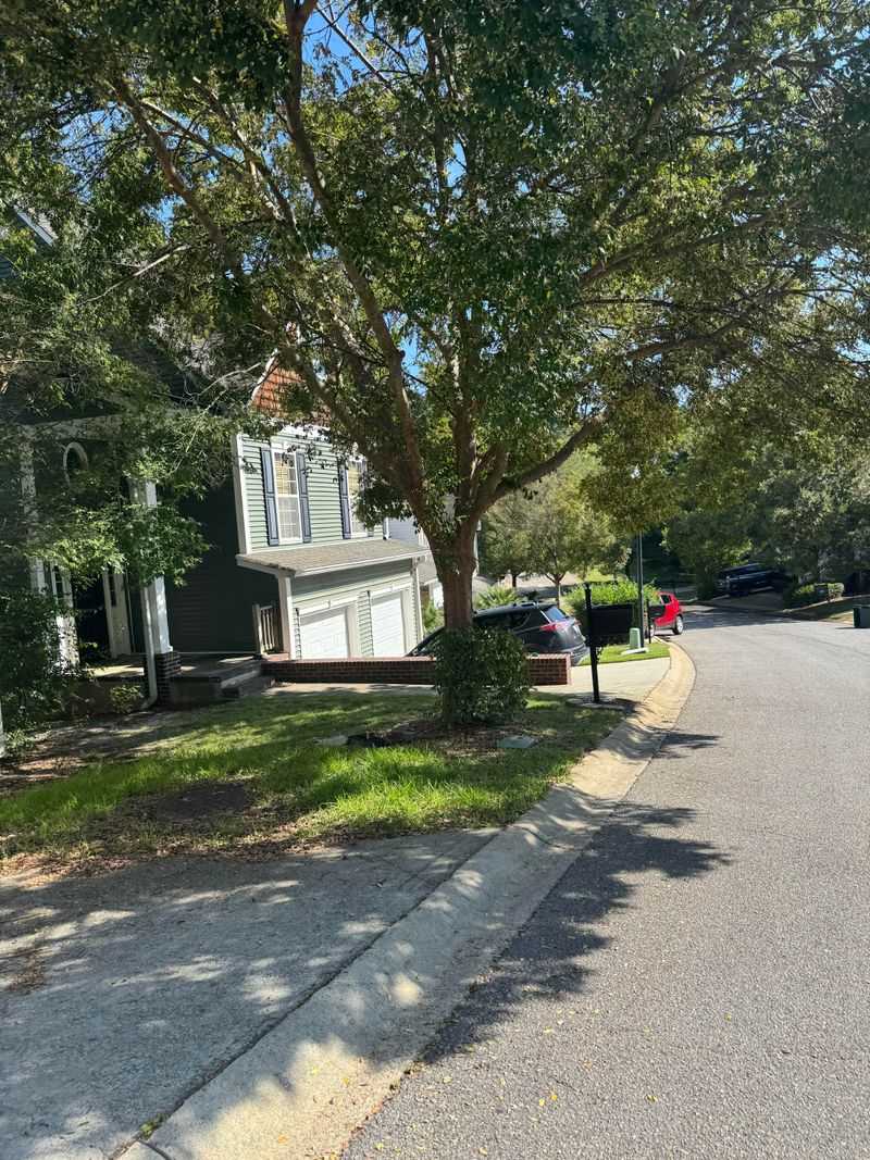 An Arborist May Need To Inspect The Tree