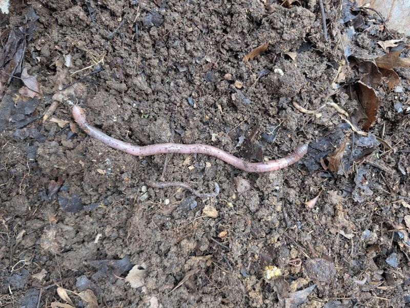 An Earthworm-Rich Lawn Is Exactly What Moles Are After