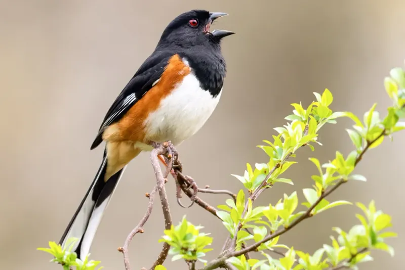 An Eastern Towhee Visit Means Your Yard Has Something It Likes An Eastern Towhee Visit Means Your Yard Has Something It Likes