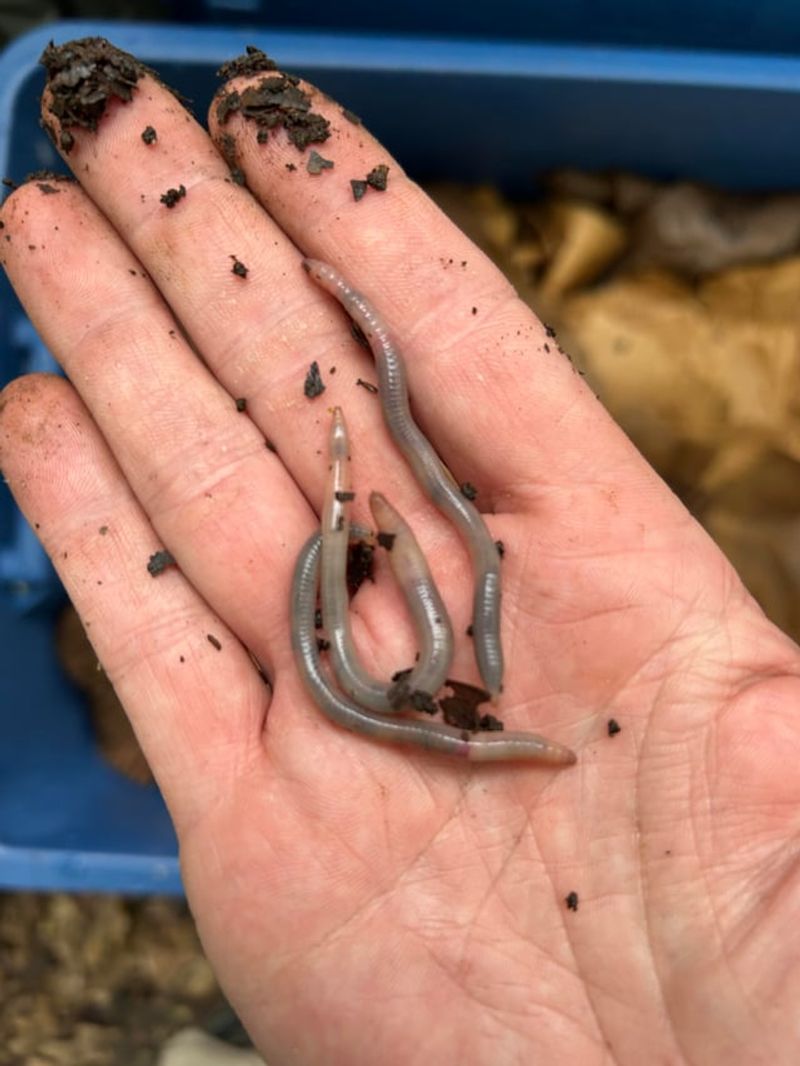 An Invasive Species That Wriggles Like A Snake When Disturbed