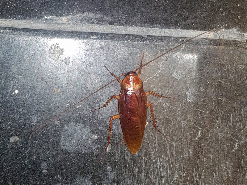 An Occasional Visitor Does Not Always Mean An Infestation An Occasional Visitor Does Not Always Mean An Infestation