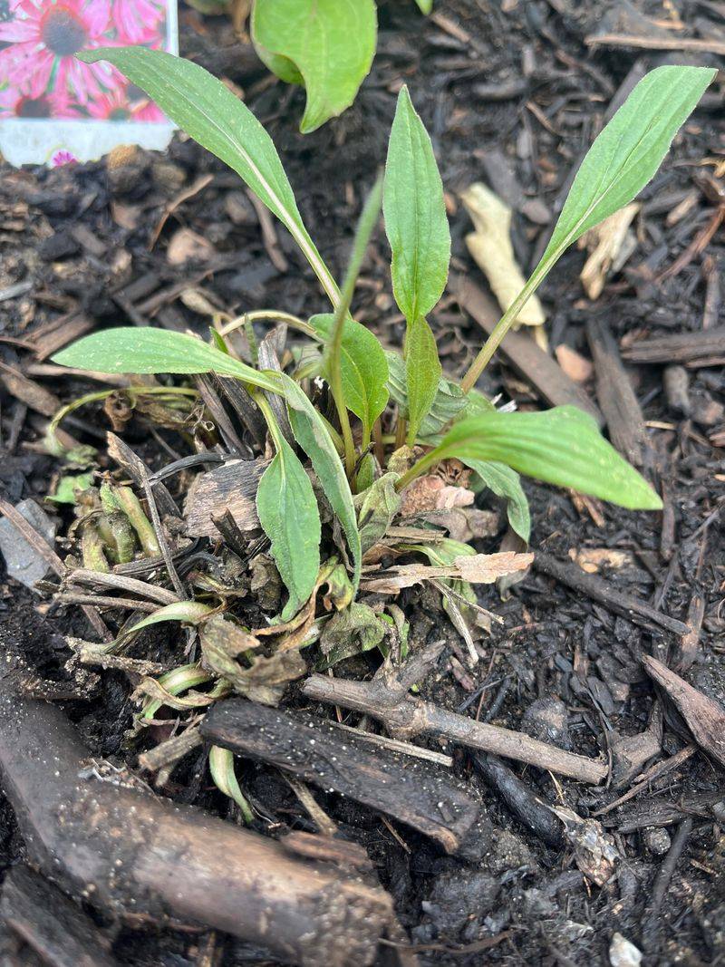 An Overcrowded Clump Is Competing For Water And Light