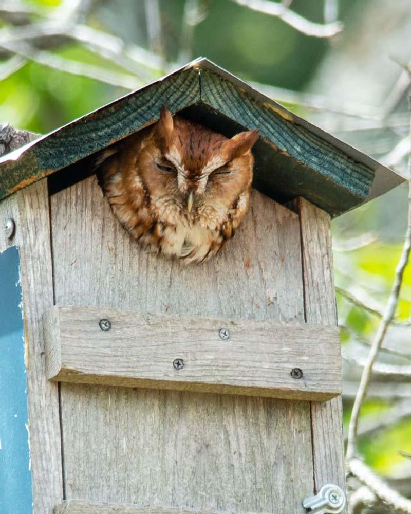 An Owl Nest Box Boosts The Odds An Owl Nest Box Boosts The Odds