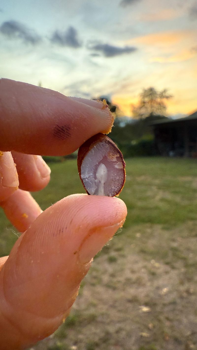 An Ozark Folk Forecast Hidden Inside The Fruit