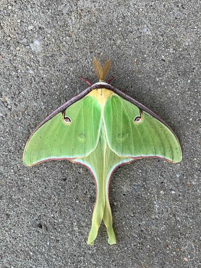 An apparent luna moth in Arizona needs verification