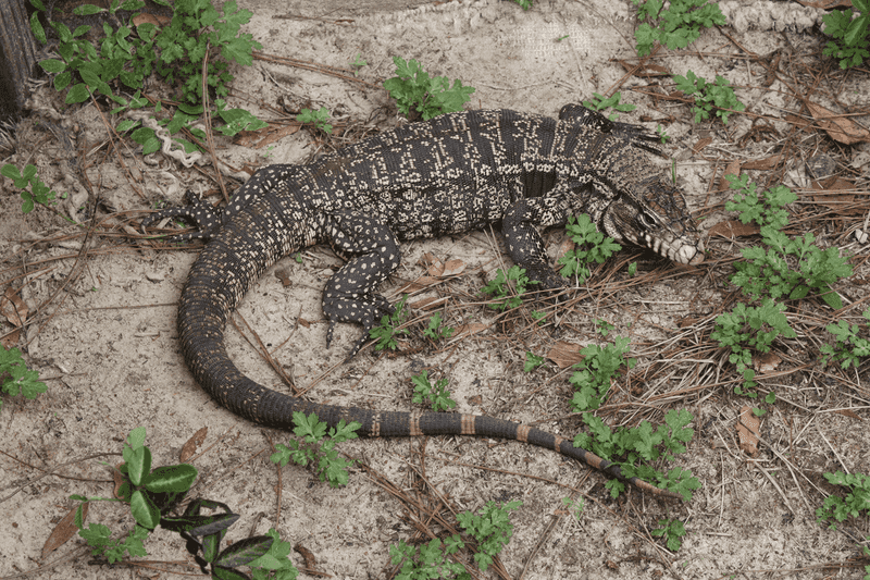 An unusual reptile is not automatically invasive