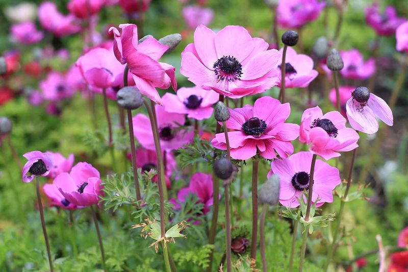 Anemones Anemones