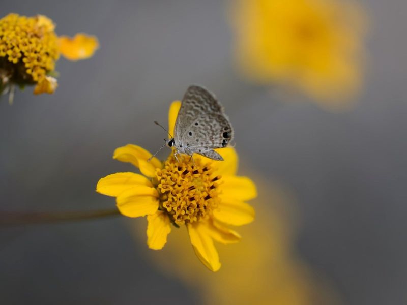 Angelita Daisy Angelita Daisy