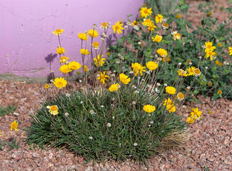 Angelita Daisy (Tetraneuris acaulis) Angelita Daisy (Tetraneuris acaulis)