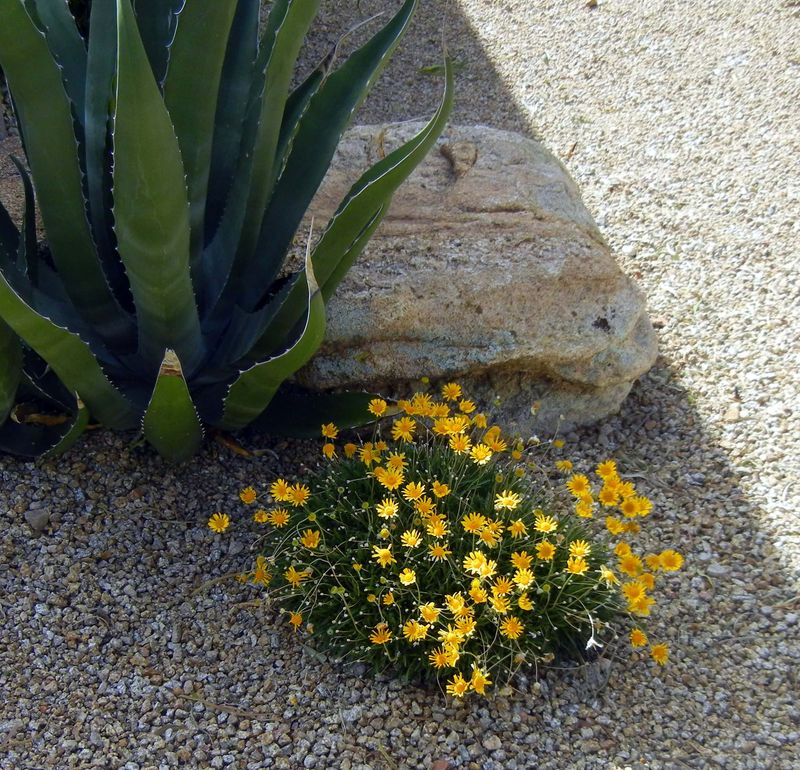 Angelita Daisy for Year-Round Arizona Color (Tetraneuris acaulis)