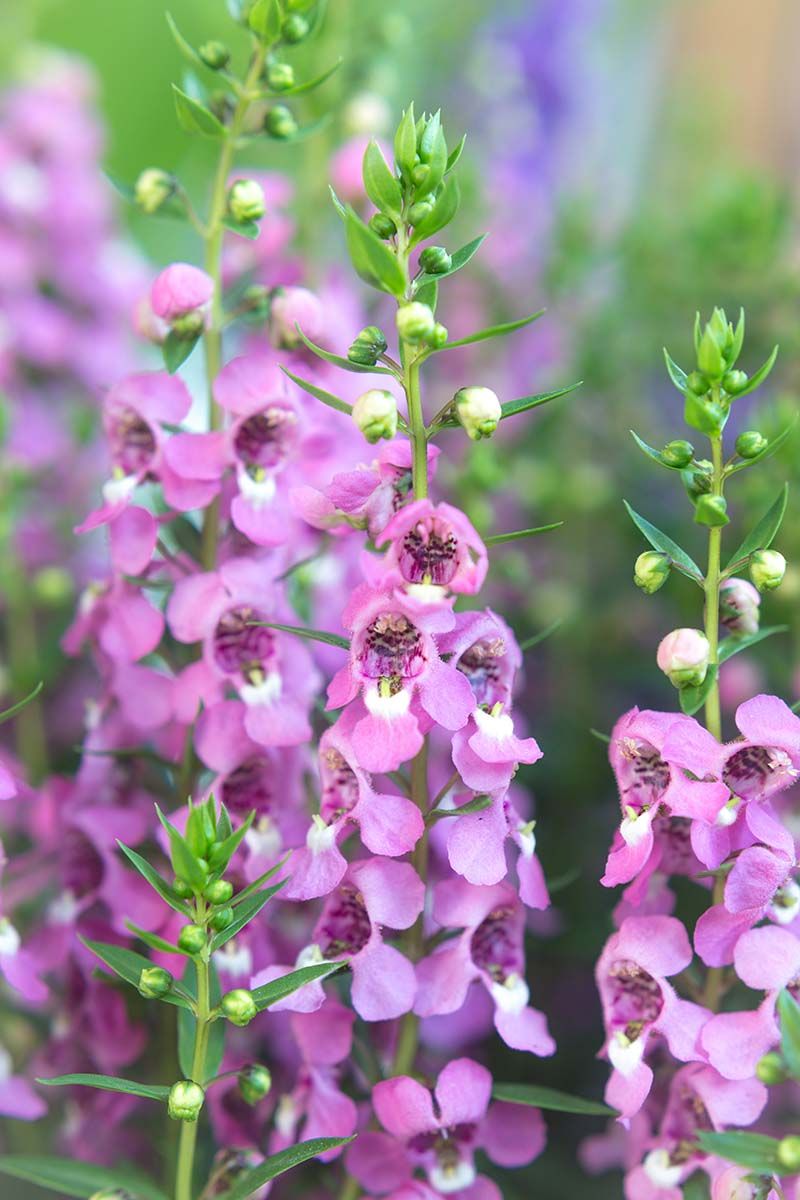Angelonia Holds Its Fall Flower Spikes In Bright Sun Angelonia Holds Its Fall Flower Spikes In Bright Sun