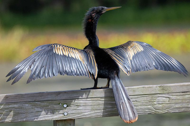 Anhingas May Appear Near Newly Flooded Water Anhingas May Appear Near Newly Flooded Water