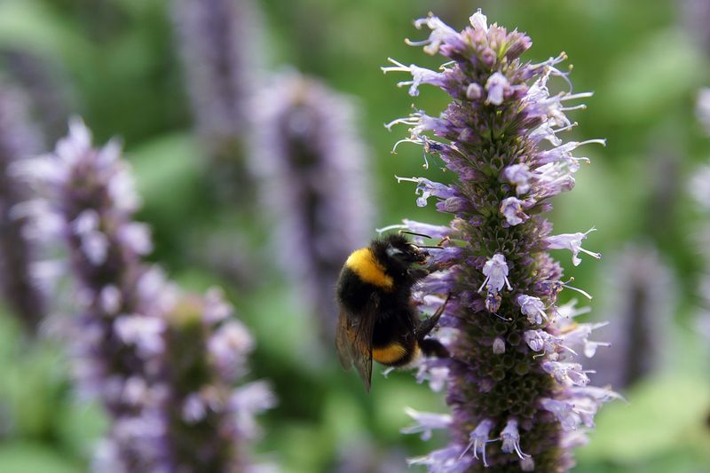 Anise Hyssop Tempts Bees With Licorice-Scented Spikes
