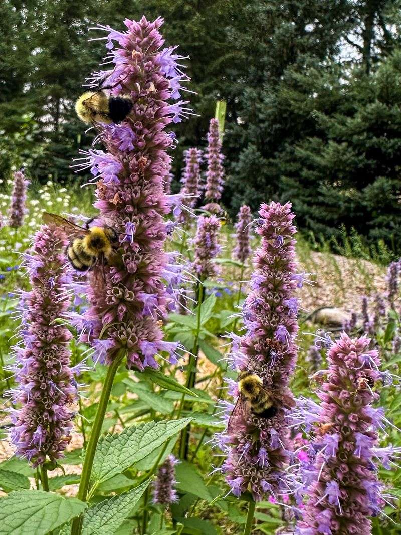 Anise Hyssop, The Purple Magnet