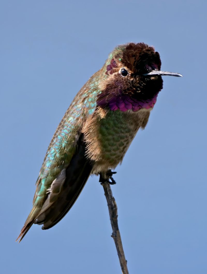 Anna's Hummingbirds May Be Staying All Winter