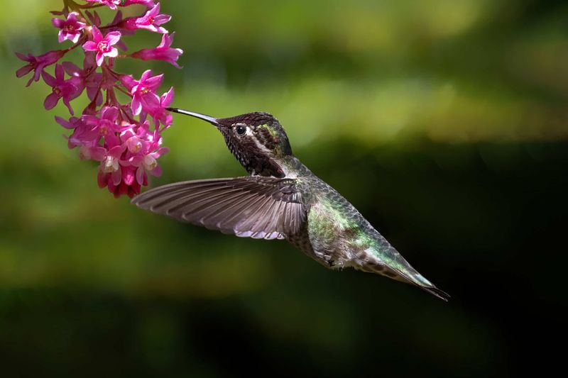Anna's Hummingbirds Need Reliable Nectar Sources