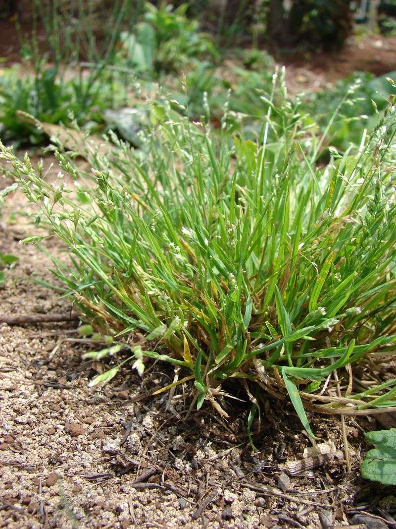 Annual Bluegrass Begins Germinating As Soil Temperatures Drop