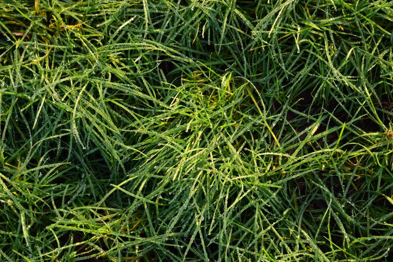 Annual Bluegrass Hides In Plain Sight In Your Lawn