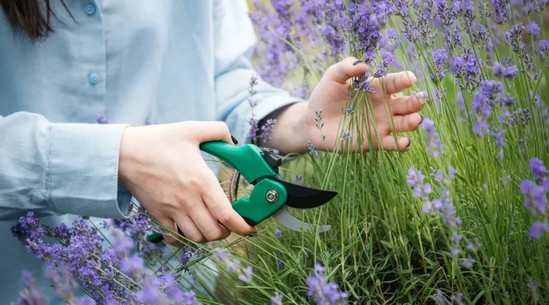 Annual Cutbacks After Bloom Prevent It