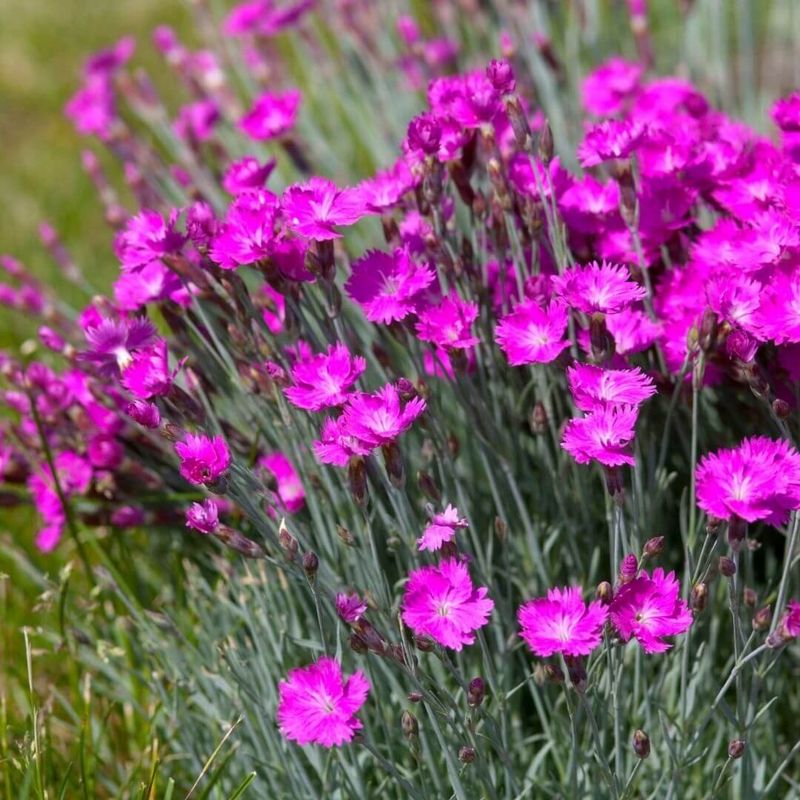 Annual Dianthus And Perennial Pinks Behave Differently Annual Dianthus And Perennial Pinks Behave Differently