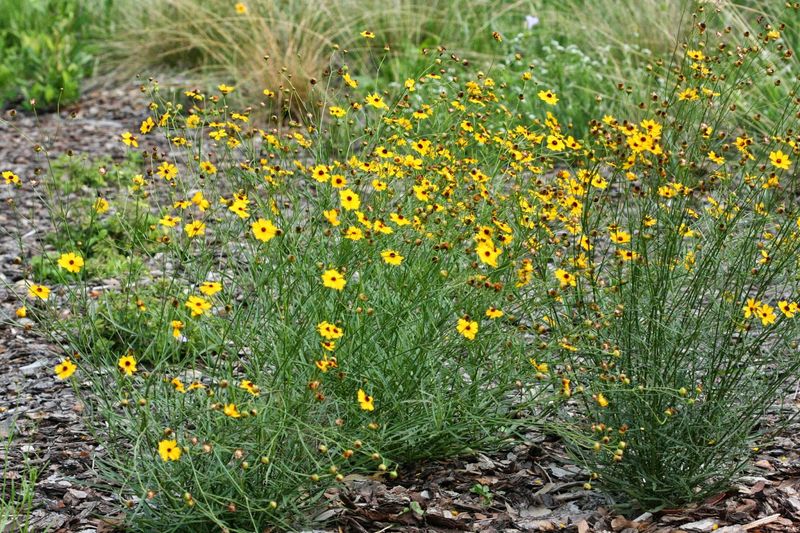 Annual, Perennial, Or Somewhere In Between Annual, Perennial, Or Somewhere In Between