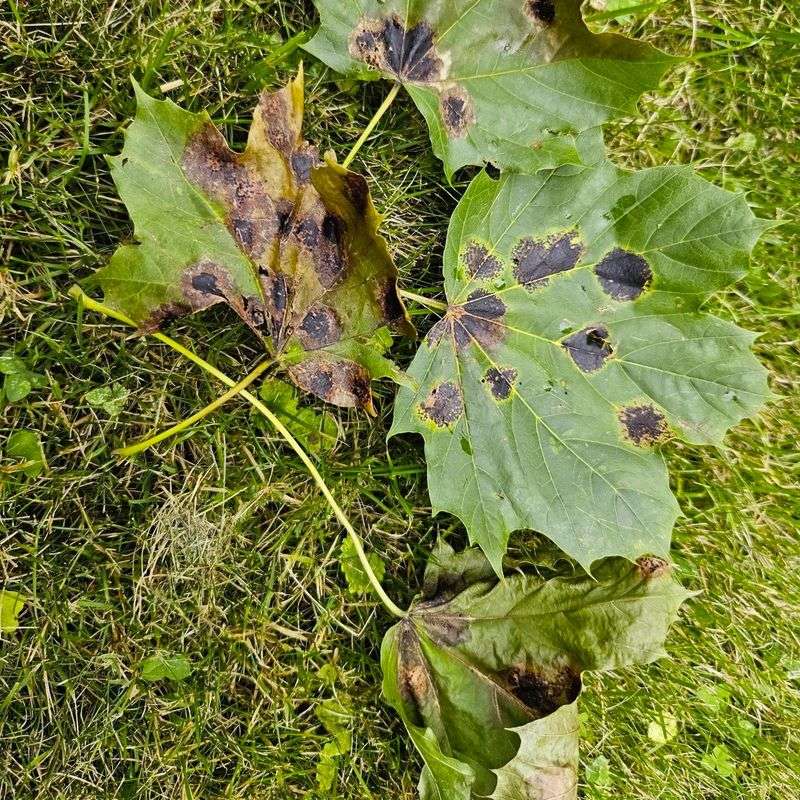 Anthracnose Blotches And The Wet Illinois Spring Behind Them