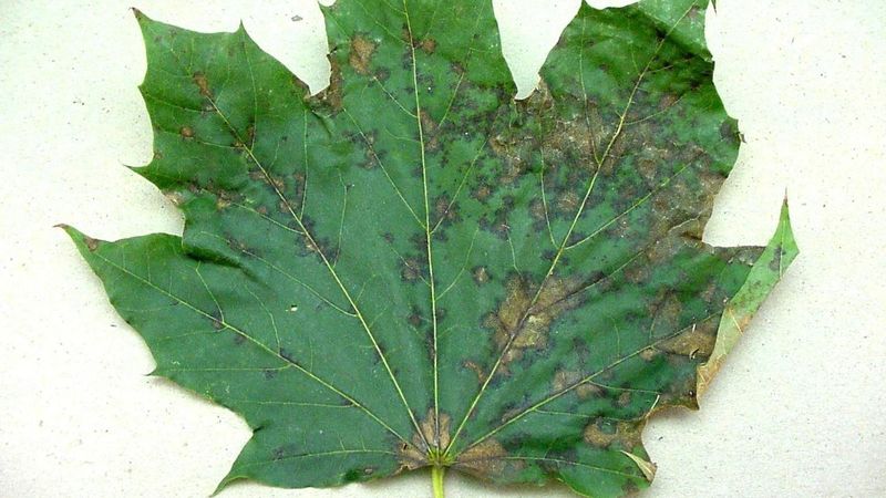 Anthracnose Causes Similar Early Loss Anthracnose Causes Similar Early Loss