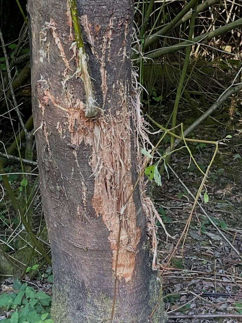 Antler Rubs Behind The Torn Trunks