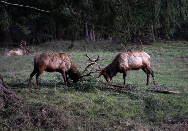 Antlers Turn Yards Into Sparring Rings