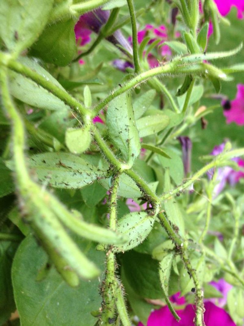 Ants Can Be A Clue