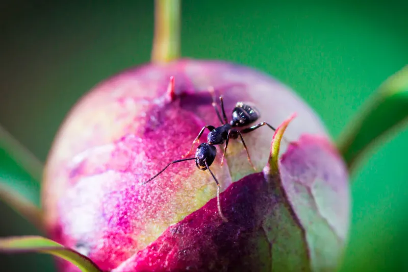 Ants May Protect Aphids From Other Insects