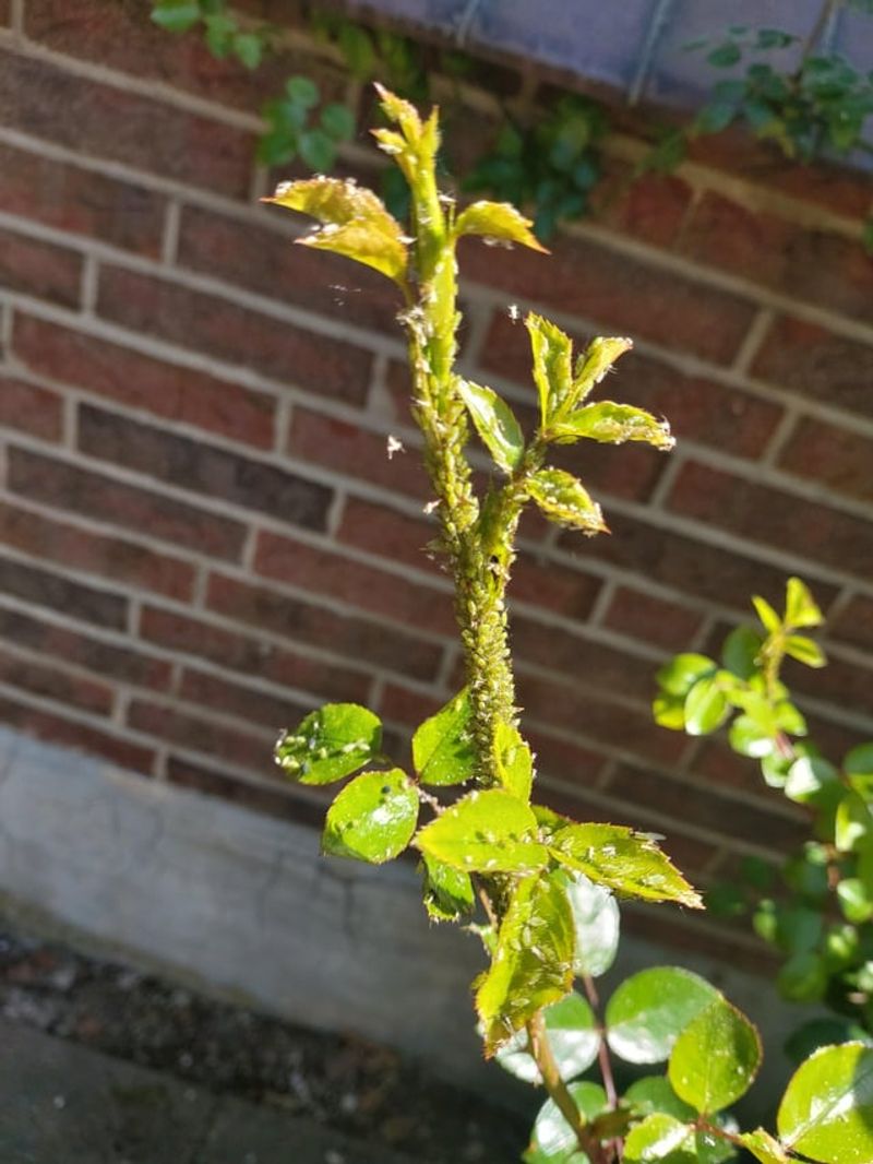 Ants Often Follow Aphids Onto Hydrangeas