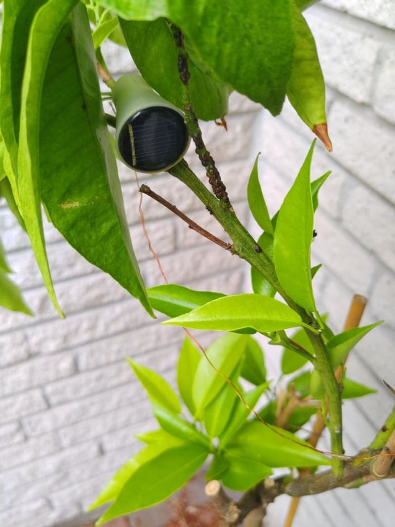 Ants Often Signal A Secondary Pest Problem
