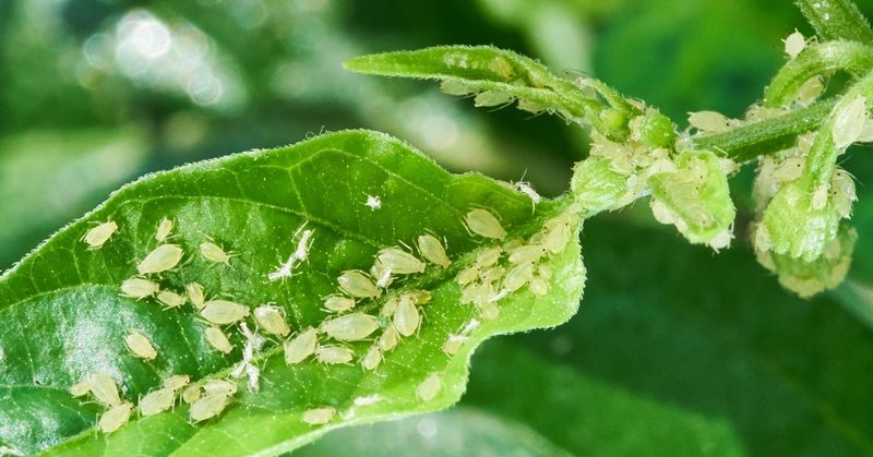 Aphids